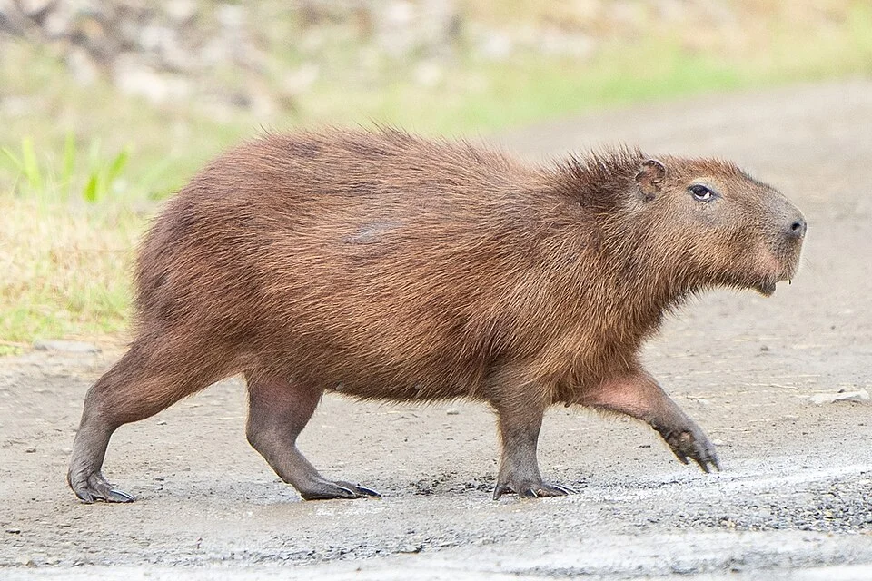 A lesser capybara (Hydrochoerus isthmius) in Panama. A cropped version of this image: ( https://commons.wikimedia.org/wiki/File:Hydrochoerus_isthmius_406706519.jpg ), taken by photographer Anthony Batista ( https://www.inaturalist.org/users/4376205 ) and originally published under the Creative Commons Attribution 4.0 International license ( https://creativecommons.org/licenses/by/4.0/deed.en )