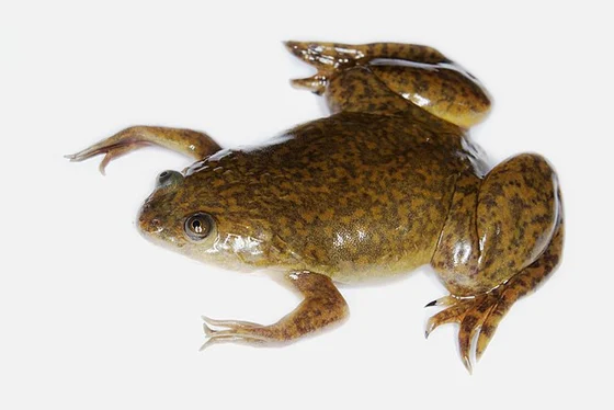 African clawed frog Xenopus laevis photographed from above on a pale background, with mottled body and webbed hind feet