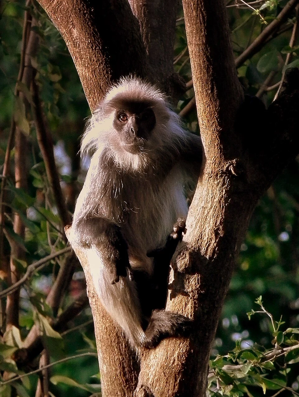 SAIGON ZOO VIETNAM JAN 2012