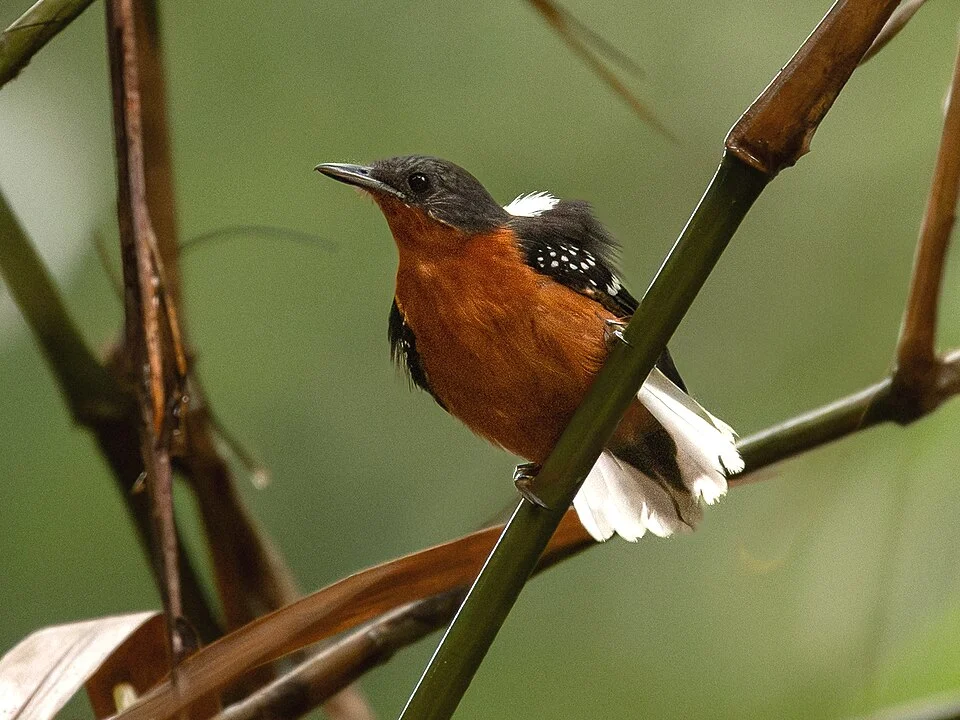 Dot-winged Antwren (female), Porto Velho, Rondônia, Brazil