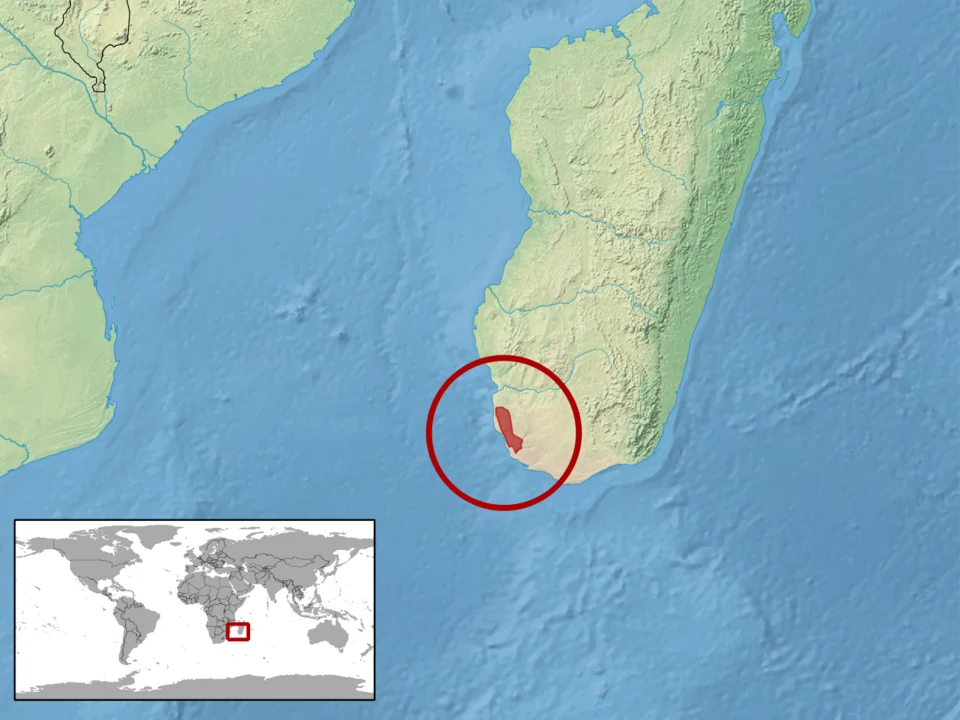 geographic distribution of Ebenavia maintimainty (Native:
Madagascar)