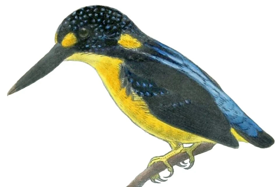 « Ceyx meeki » = Ceyx meeki (North Solomons dwarf kingfisher)
