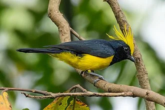 Sultan Tit (Melanochlora sultanea, Paridae, Passeriformes) in Latpanchar, West Bengal, India.