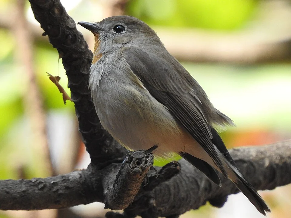 Taiga Flycatcher seen at Hyderabad, it is a winter visitor here