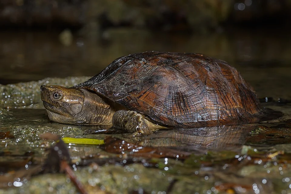 Oldham's leaf turtle (Cyclemys oldhamii) - Kaeng Krachan National Park, Thailand.