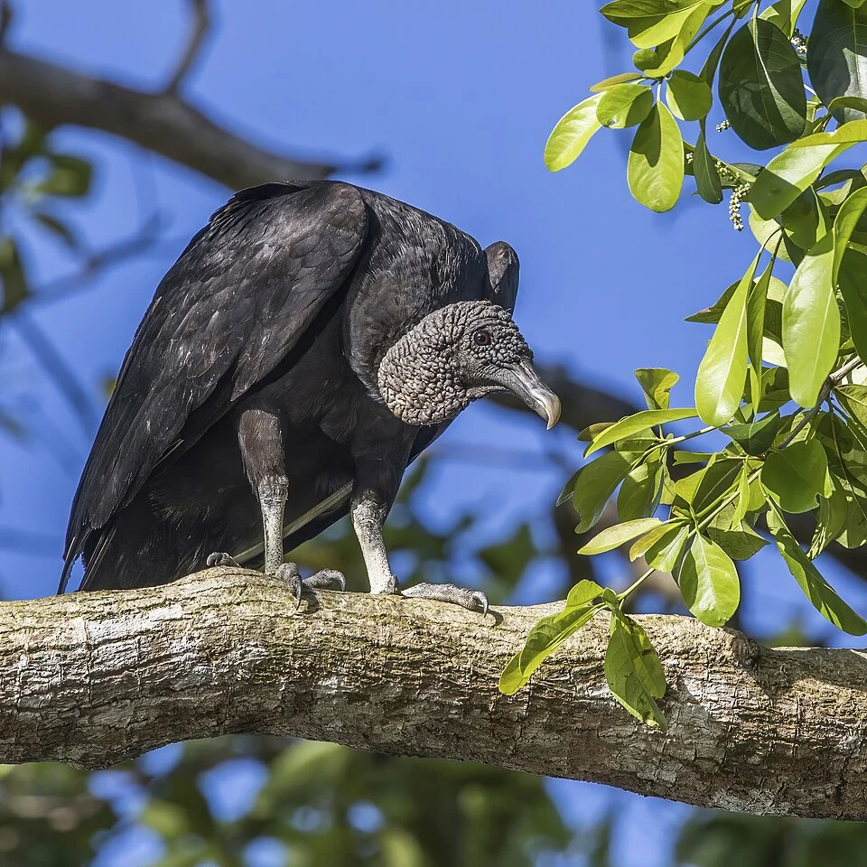Black vulture (Coragyps atratus brasiliensis) Peten, Guatemala