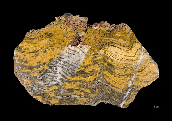 Stromatolite Stromatolites are formed over the years by mats (1-10 mm in thickness) of microorganisms (cynobacteria among others) found in shallow, mainly marine waters. The microorganisms precipitate mineral particles, which makes the mat to thicken, but only the upper part survives. Most stromatolites display characteristically layered structures. Only the layers are visible to the naked eye.
Stage :  Paleoarchean from  -3 600 à -3 200 Ma (million years ago).
Locality: Strelley Pool Chert (SPC