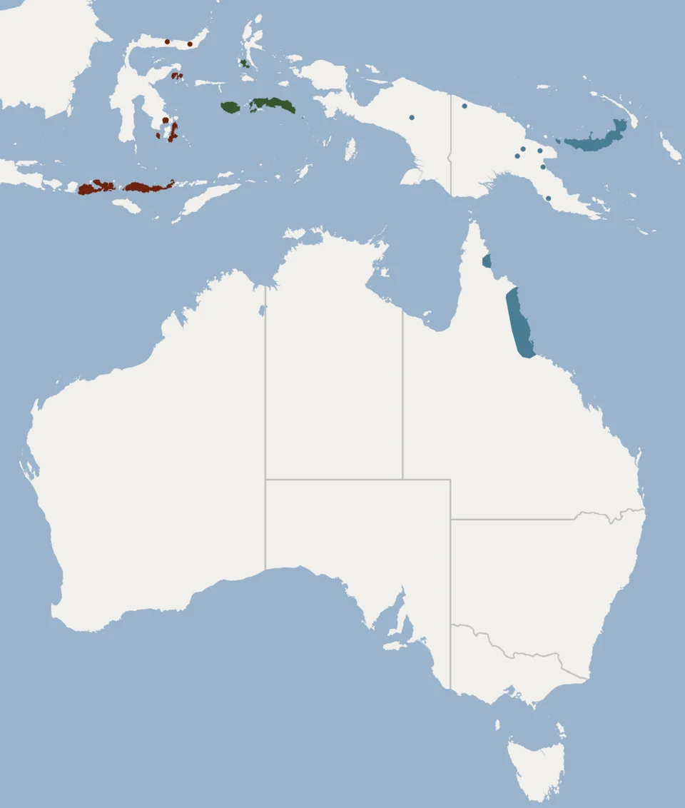 Geographical distribution of Murina florium according to Flannery, 1995 , Menkhorst & Knight, 2001 red=M.f.florium, blue=M.f.lanosa, green=M.f.toxopei