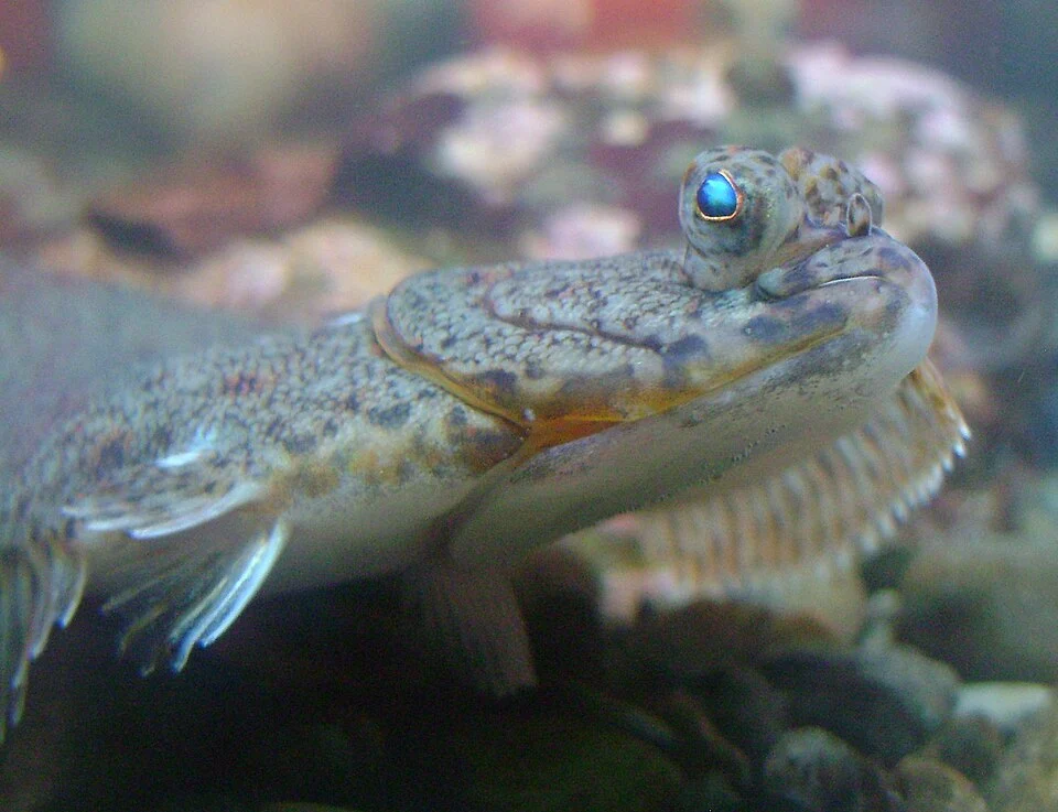 American plaice (Hippoglossoides platessoides), in the aquarium of the Saint-Lawrence exploration center, in Rivière-du-Loup, Québec