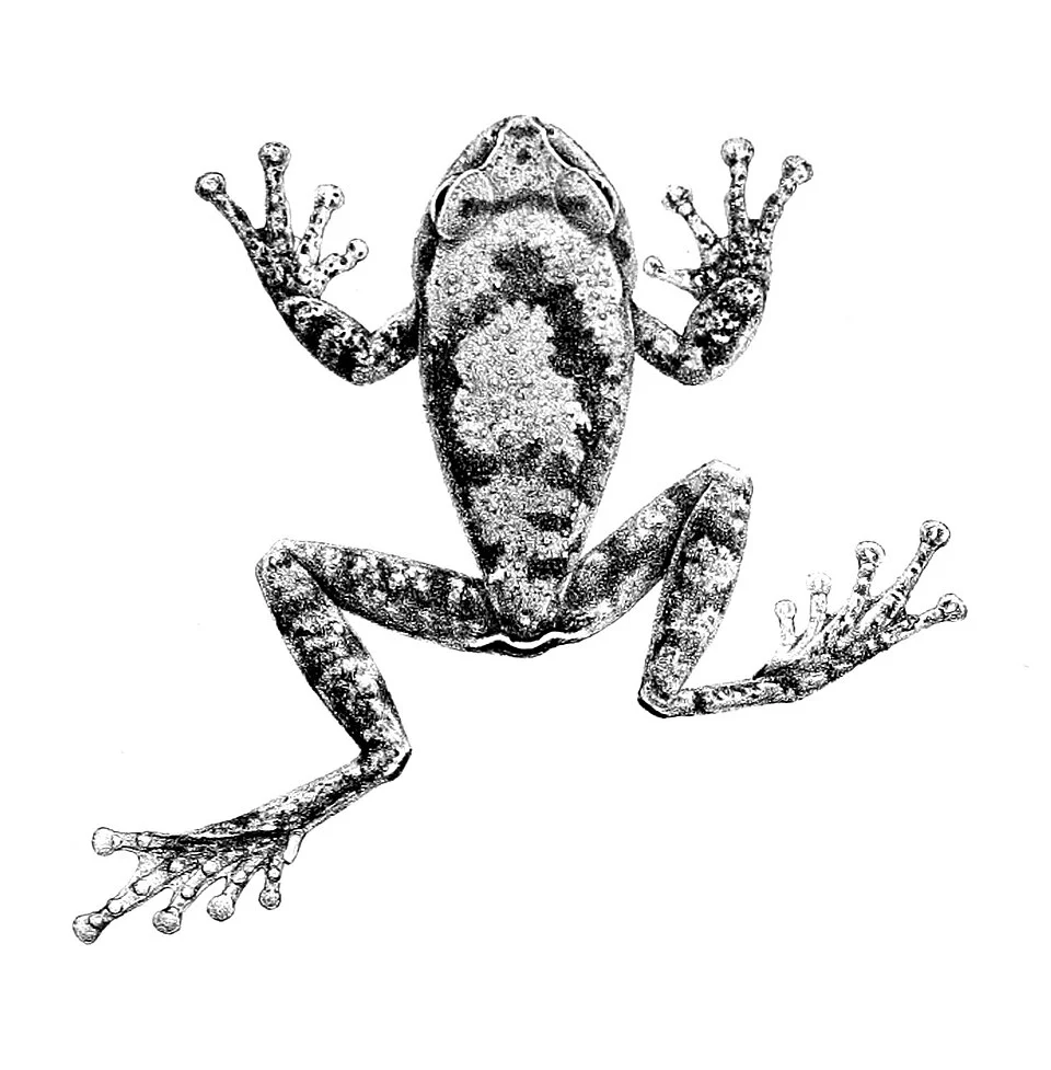 Hylambates vannutellii = Leptopelis vannutellii