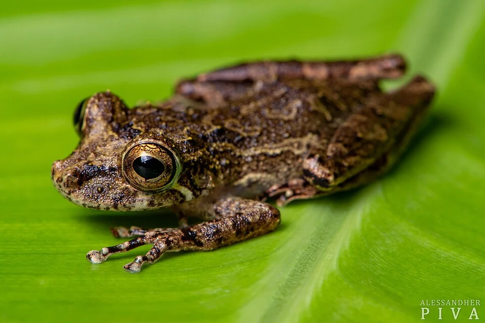 Photo of Rio Verde Snouted Tree Frog uploaded from iNaturalist.