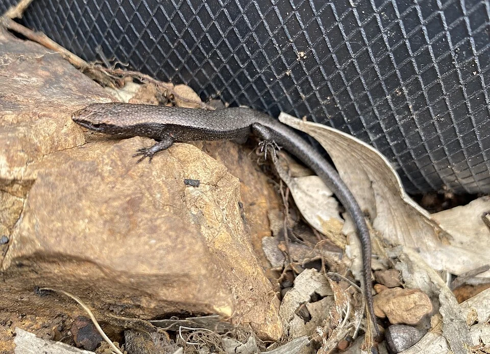 Carinascincus coventryi from Kanangra-Boyd National Park