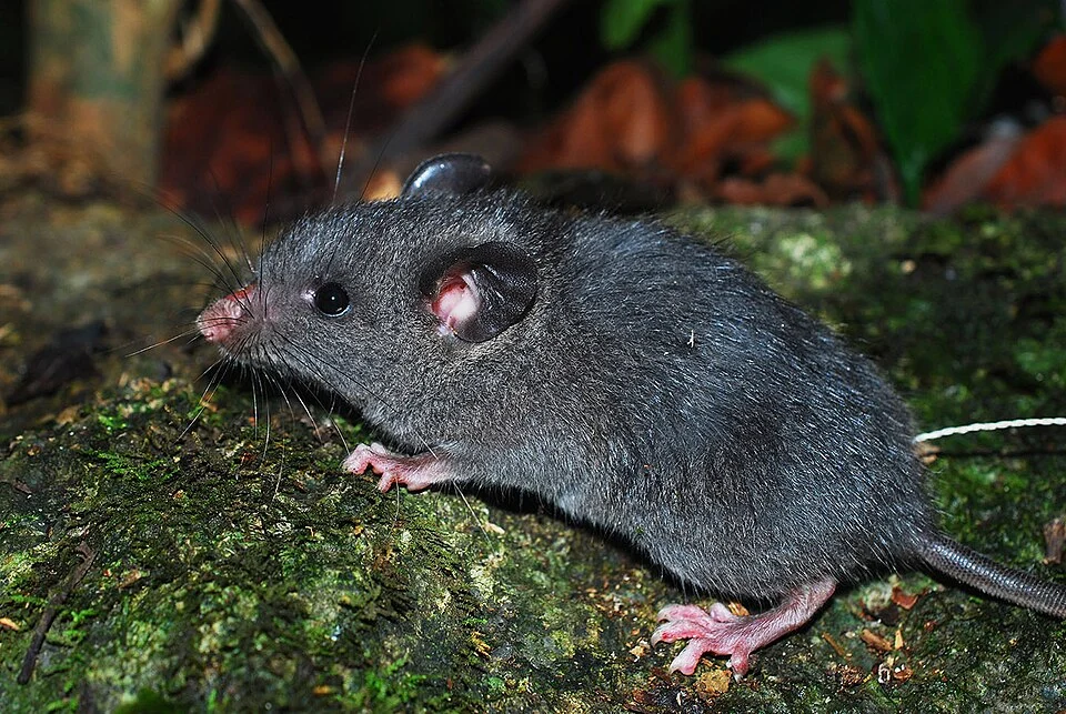 Living specimen of Saxatilomys paulinae from Quang Binh province, Vietnam (the nose is wounded by trapping).