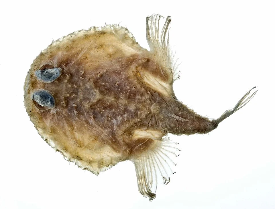Halieutichthys aculeatus