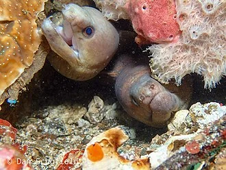 Photo of Drab Moray (Gymnothorax monochrous) uploaded from iNaturalist.