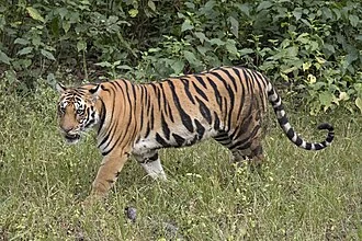Bengal tiger (Panthera tigris tigris) female, Kanha National Park, India