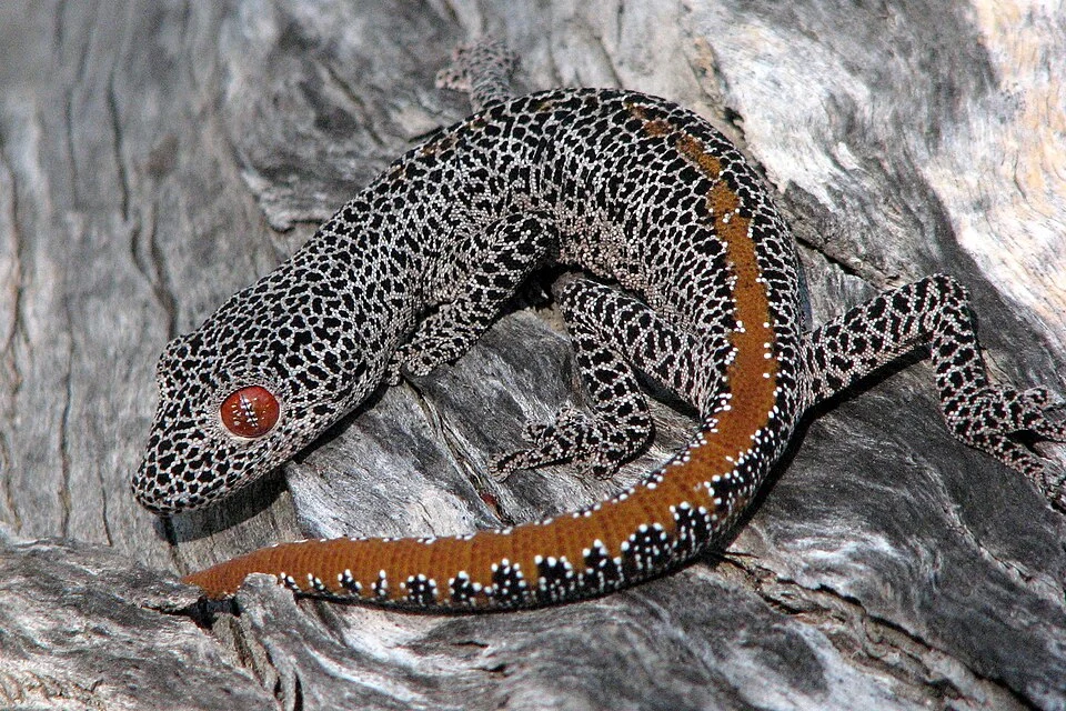 Picture of Golden Tailed Gecko (Strophurus taenicauda) sitting on a log.
