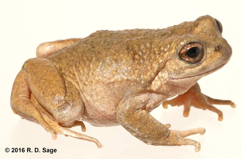 Tonchek Spiny-chest Frog (Alsodes gargola). Species of amphibian.