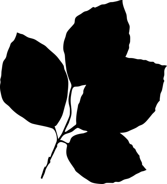 A black silhouette of a beech twig bearing four broad oval pointed leaves.