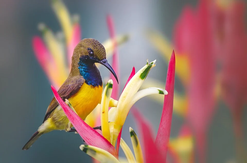 Male olive-backed sunbird have more vibrant colors than females, as what all the birds have, but it is more colorful when they encounter a habitat that have the same colors as them. Representing how the almighty paint the world, as with this image. Photo taken: Brgy. Gusa, Cagayan de Oro City, Philippines