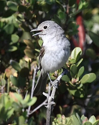Vireo vicinior, Arizona