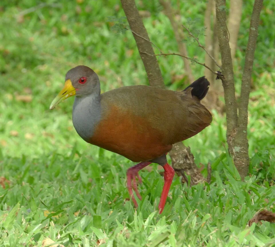 Aramides cajanea (Chilacoa colinegra)