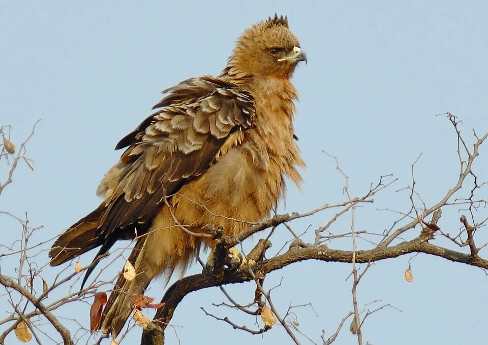 Graham Searlle, Photographed in Kruger National Park, South Africa