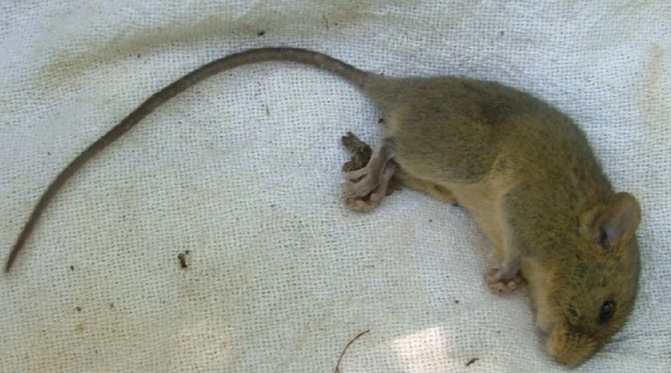Rhagomys rufescens