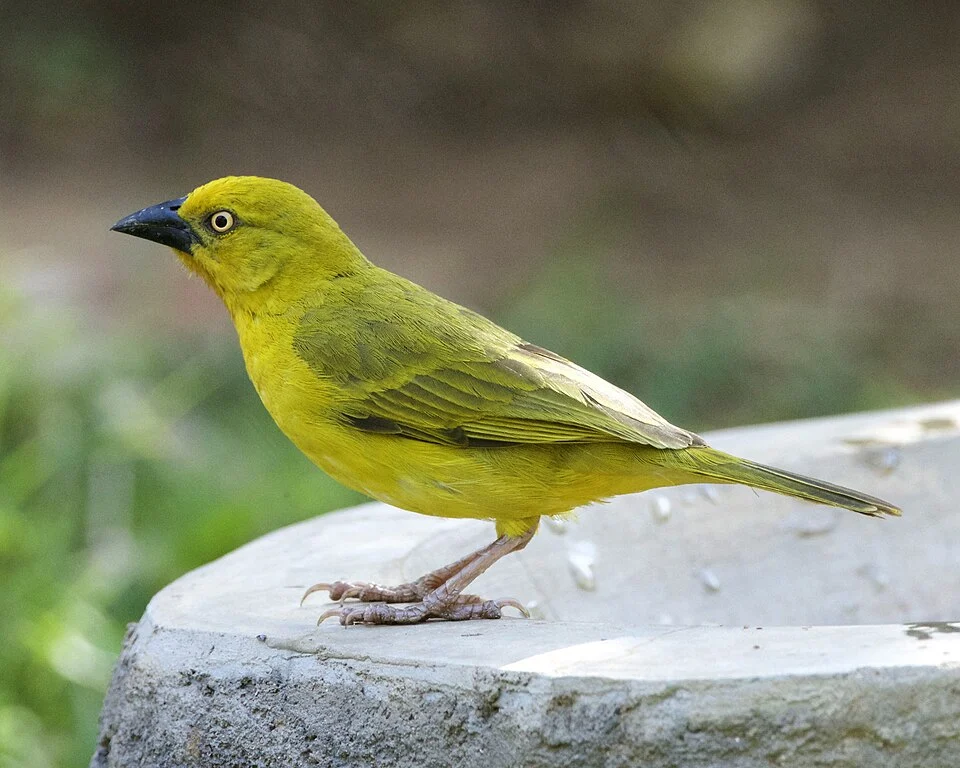 Holub's golden weaver (Ploceus xanthops)