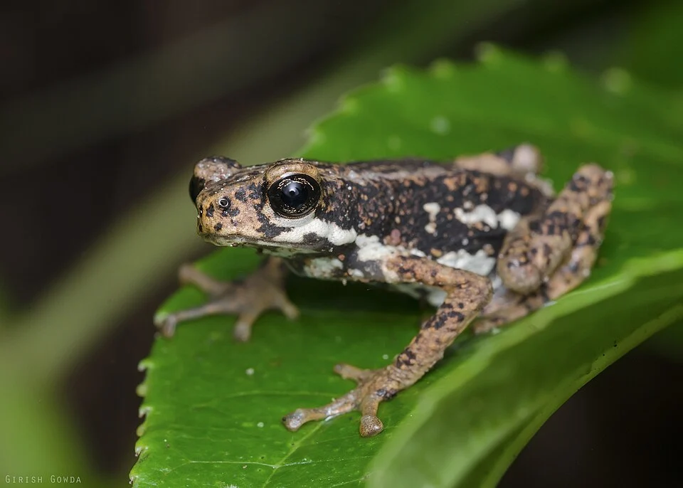 Malabar tree toad from agumbe