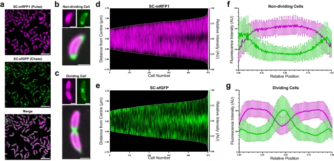 Fluorescently labelled engineered Caulobacter crescentus cells and S-layer signal profiles, Herdman and coauthors2024figure1