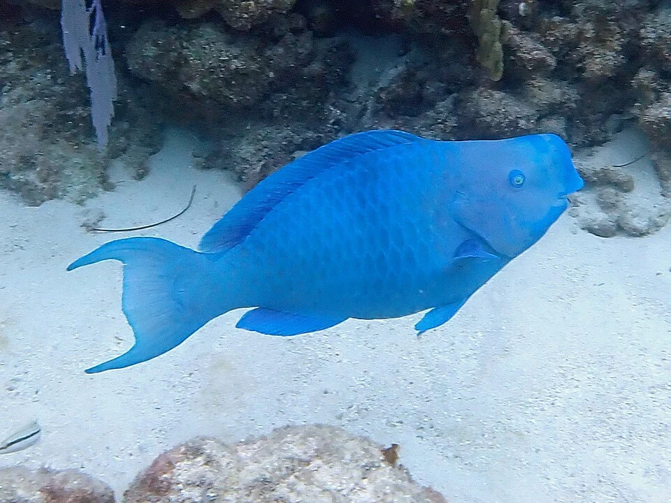 Blue Parrotfish (Scarus coeruleus)