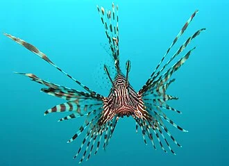 Pterois volitans, also known as red or common lionfish. Picture taken at Tasik Ria, Manado, Sulawesi, Indonesia.