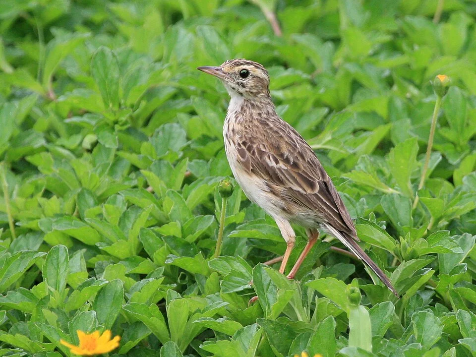 Australian Pipit Anthus australis in Cairns, north Queensland, Australia