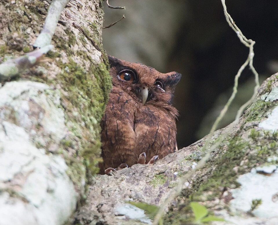Tawny-bellied screech-owl (Megascops watsonii usta) in tree near Sacha Lodge, Ecuador