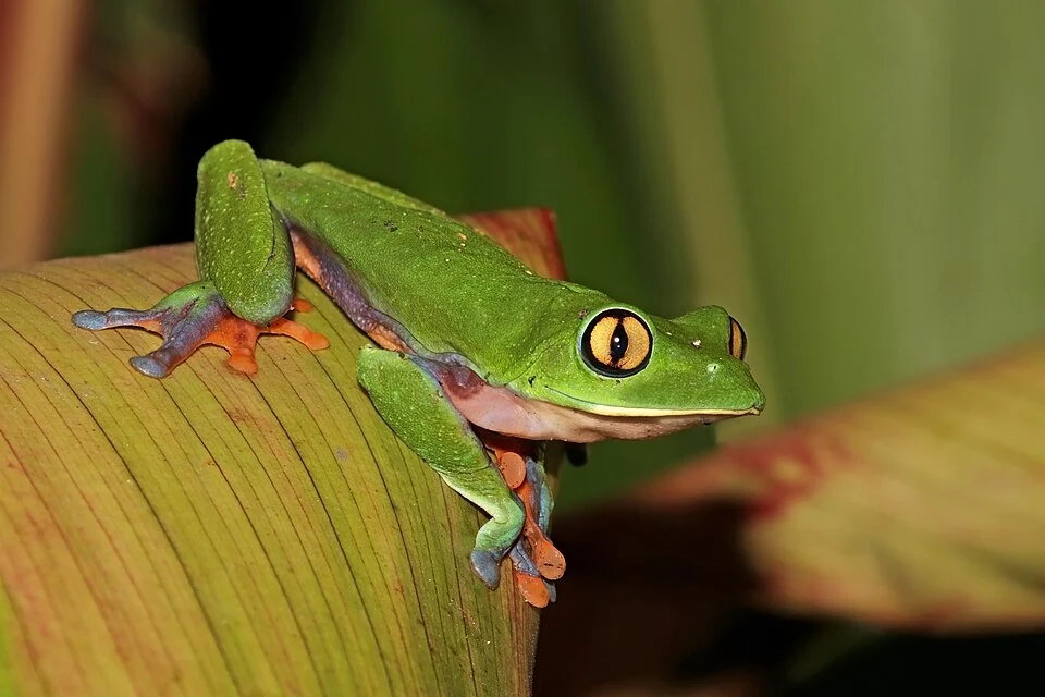 Golden-eyed (or blue-sided) tree frog (Agalychnis annae), Heredia, Costa Rica. Focus stack of two images.