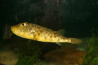 Northern Puffer (Sphoeroides maculatus)