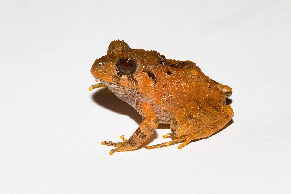 Craugastor megacephalus, note hourglass ridges on shoulders.