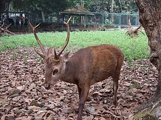 Adult male Bawean deer (Axis kuhlii), picture taken at Ragunan Zoo, Jakarta, Indonesia