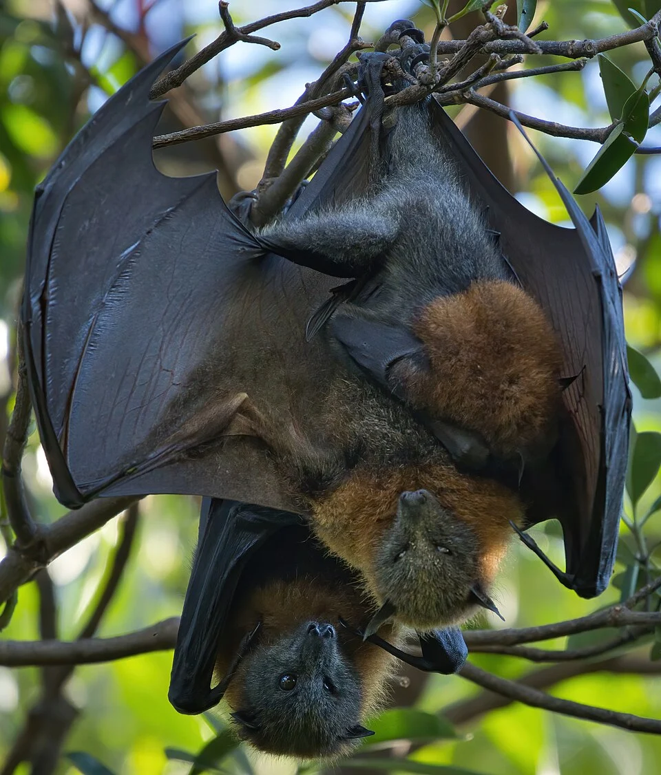 Male flying fox approaching female with pup. Roma Street Parkland. Brisbane, QLD.