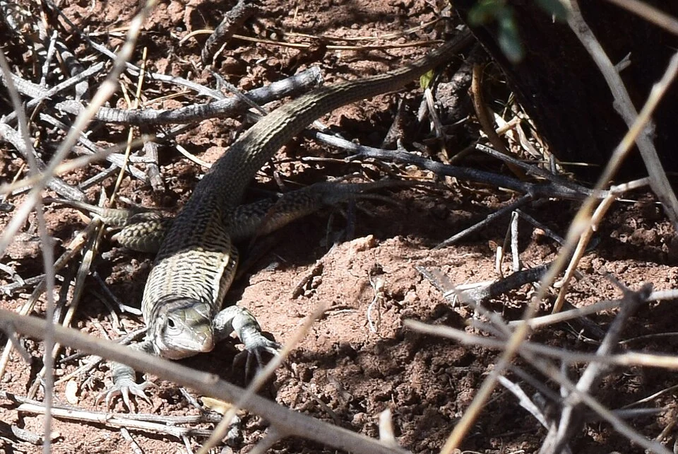 An adult Aspidoscelis dixoni in Arizona, USA