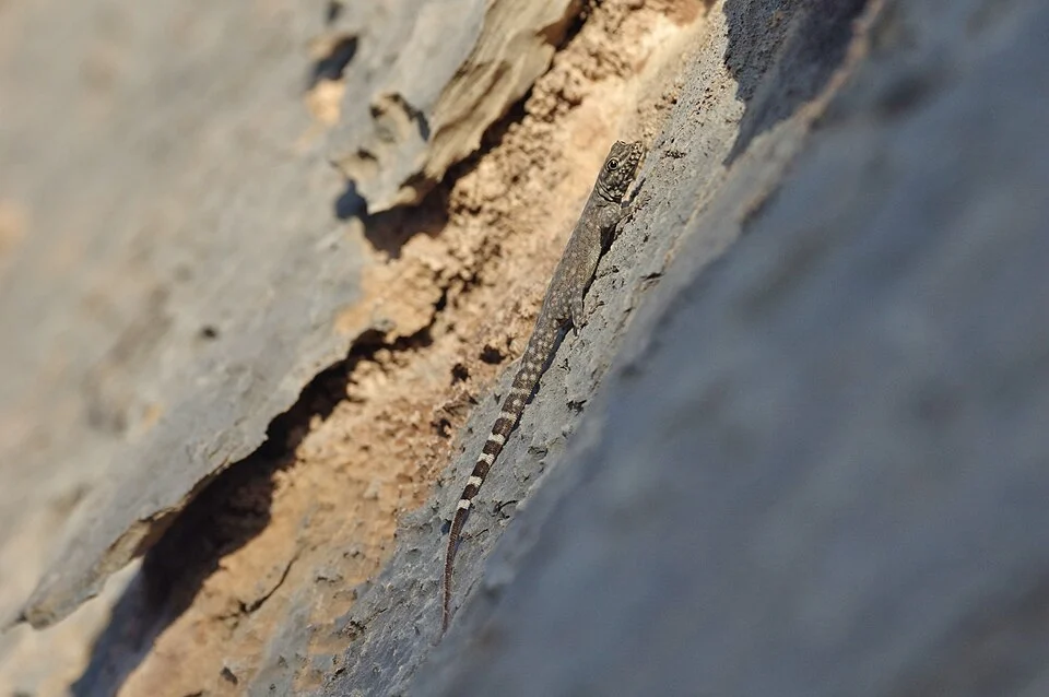 Oman Rock Gecko (Pristurus celerrimus). Species of reptile.