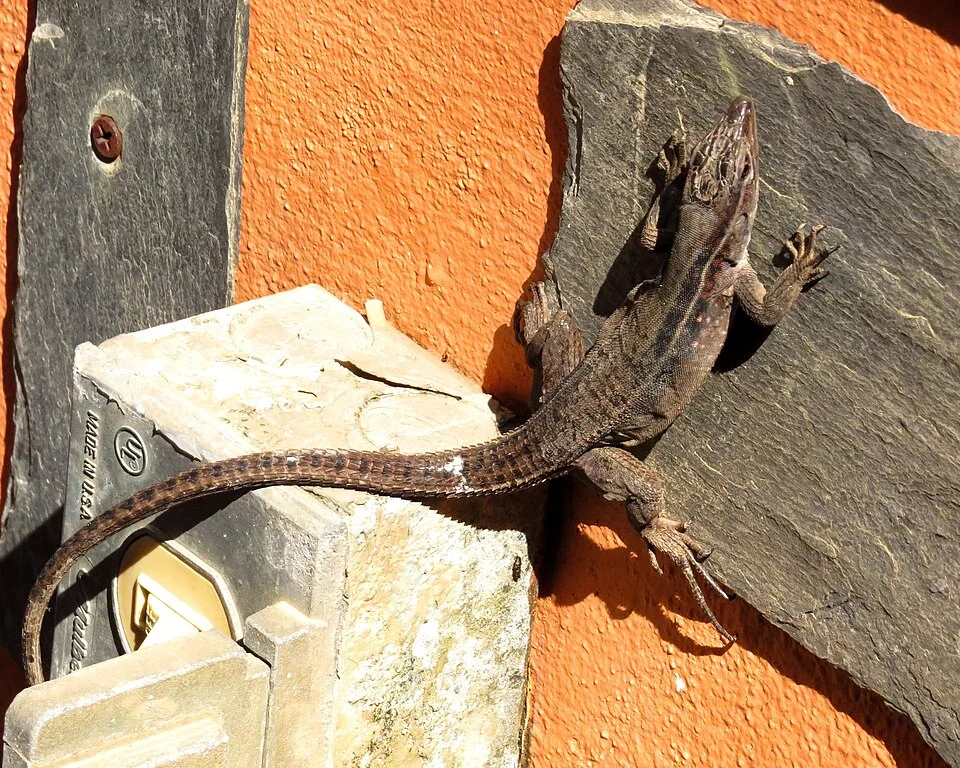 Kentropyx borckiana. Georgetown, Guyana