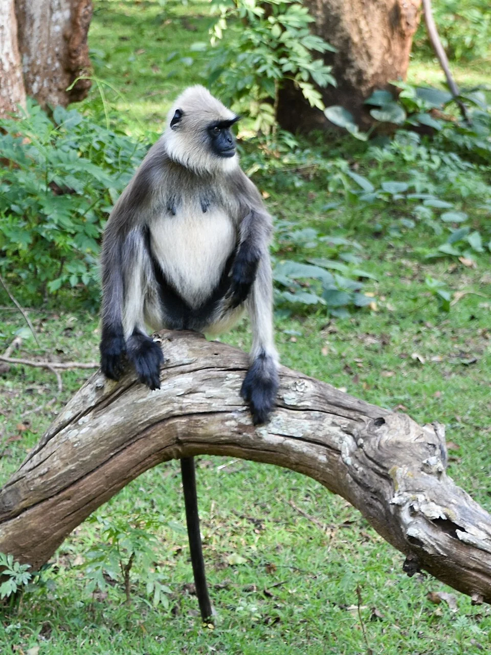 Black-footed gray langur (Semnopithecus hypoleucos), Zone B, Nagarhole Nat'l Park, Karnataka