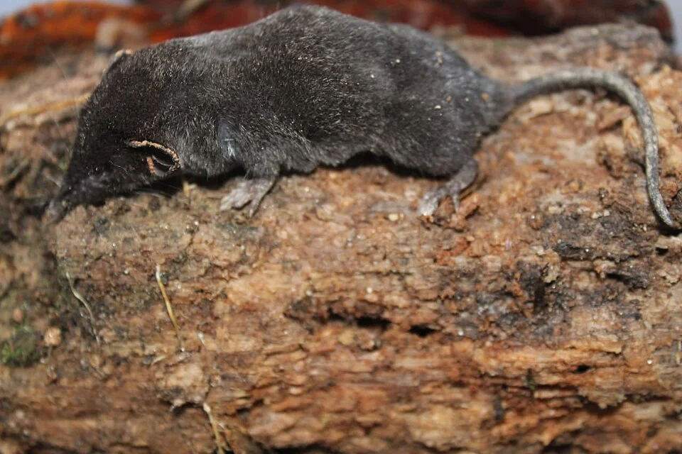 curut Crocidura nigripes Miller and Hollister, 1921