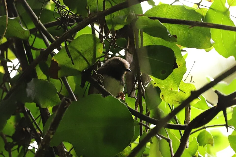 Apalis fuscigularis, Taita Taveta, KE, 2024-08-30 (iNaturalist).