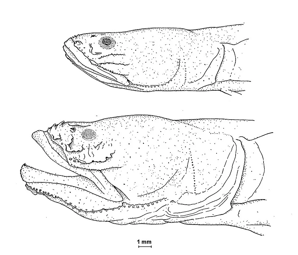 Heads of a juvenile (top) and adult (bottom) halfblind goby (Lethops connectens Hubbs, 1926)