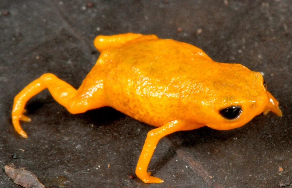 Brachycephalus izecksohni