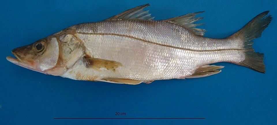 Centropomus parallelus at Santos, Brazil, May 2011