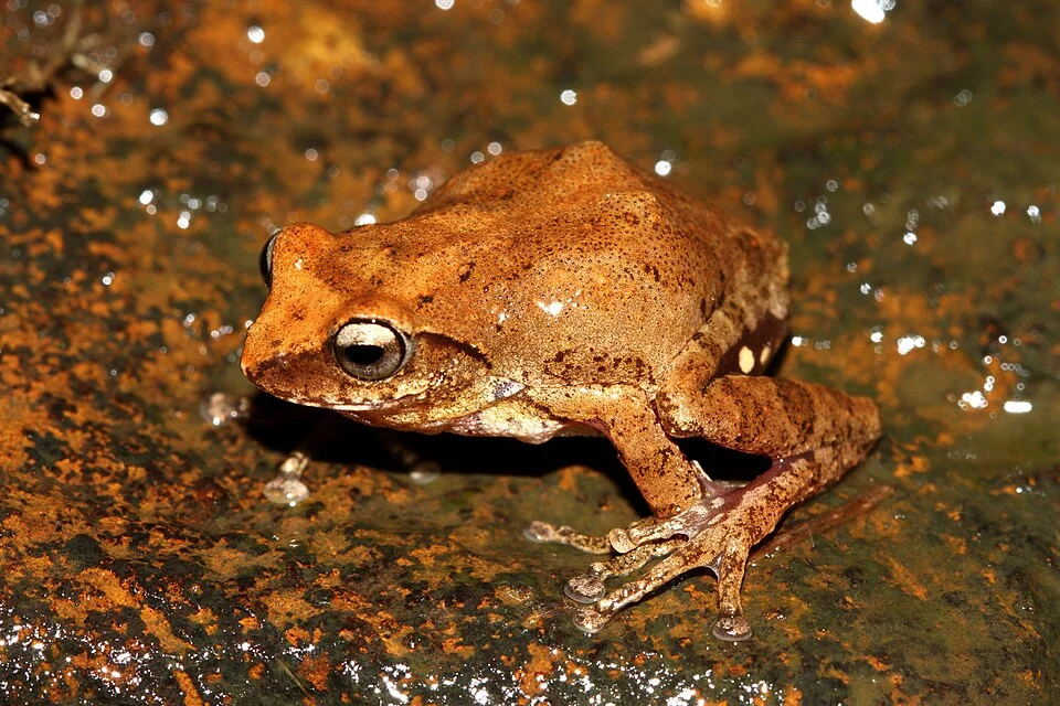 Raorchestes charius